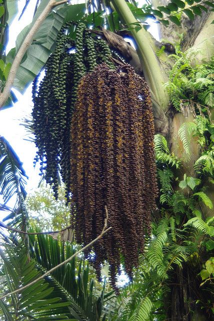 Palm Sugar & Coconut Sugar